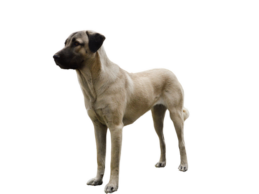 The Protective Anatolian Shepherd Dog: A Comprehensive Guide for Dog Owners