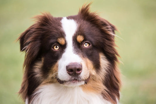 The Australian Shepherd: A Comprehensive Guide for Dog Owners