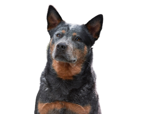 The Energetic Australian Cattle Dog: A Comprehensive Guide for Dog Owners