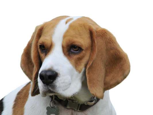 The Friendly Beagle: A Comprehensive Guide for Dog Owners