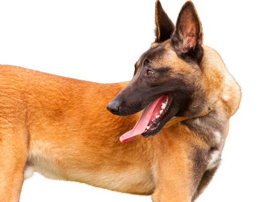 The Belgian Malinois: A Comprehensive Guide for Dog Owners