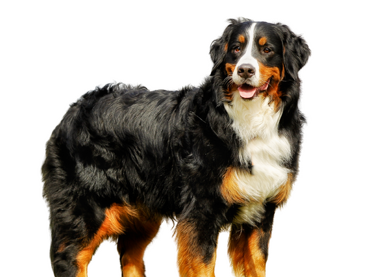 The Gentle Bernese Mountain Dog: A Comprehensive Guide for Dog Owners