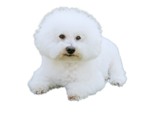The Playful Bichon Frise: A Comprehensive Guide for Dog Owners