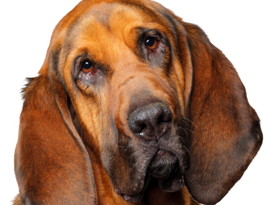 The Tenacious Bloodhound: A Comprehensive Guide for Dog Owners