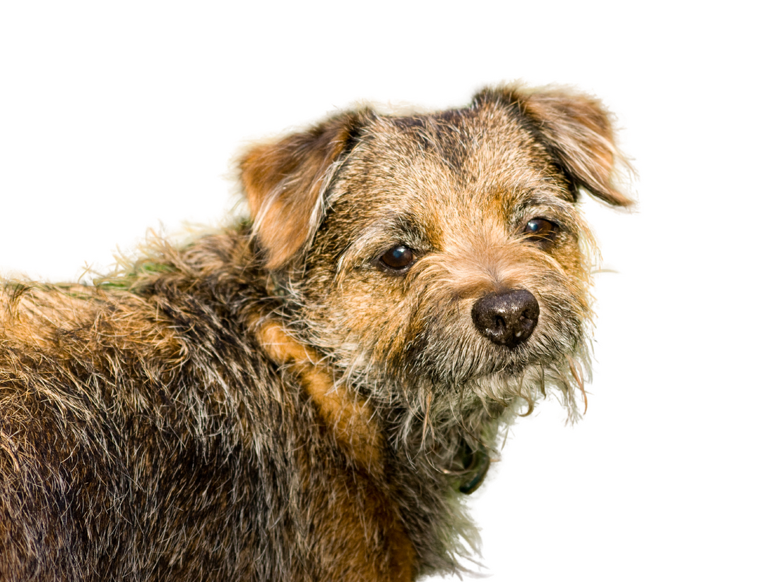 Border Terrier