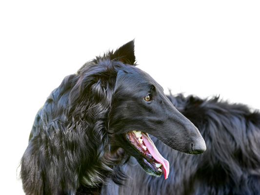 Borzoi