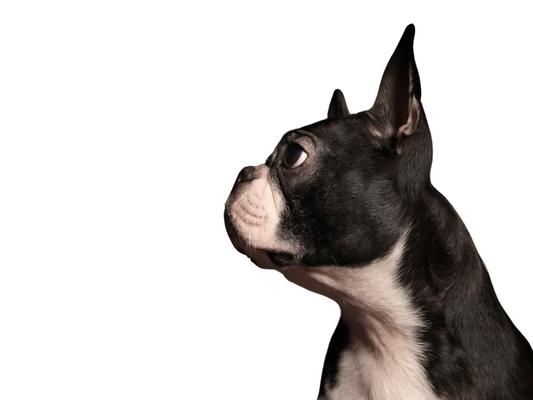 Boston Terrier