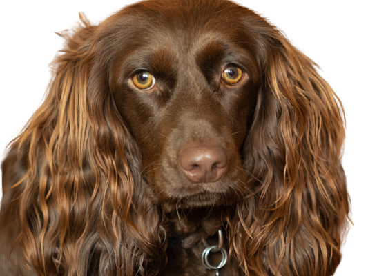 Boykin Spaniel