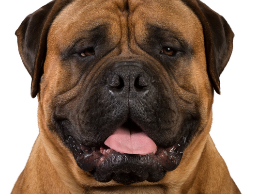 Bullmastiff