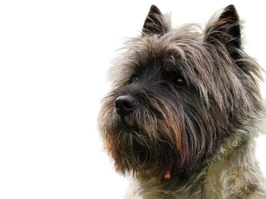 Cairn Terrier