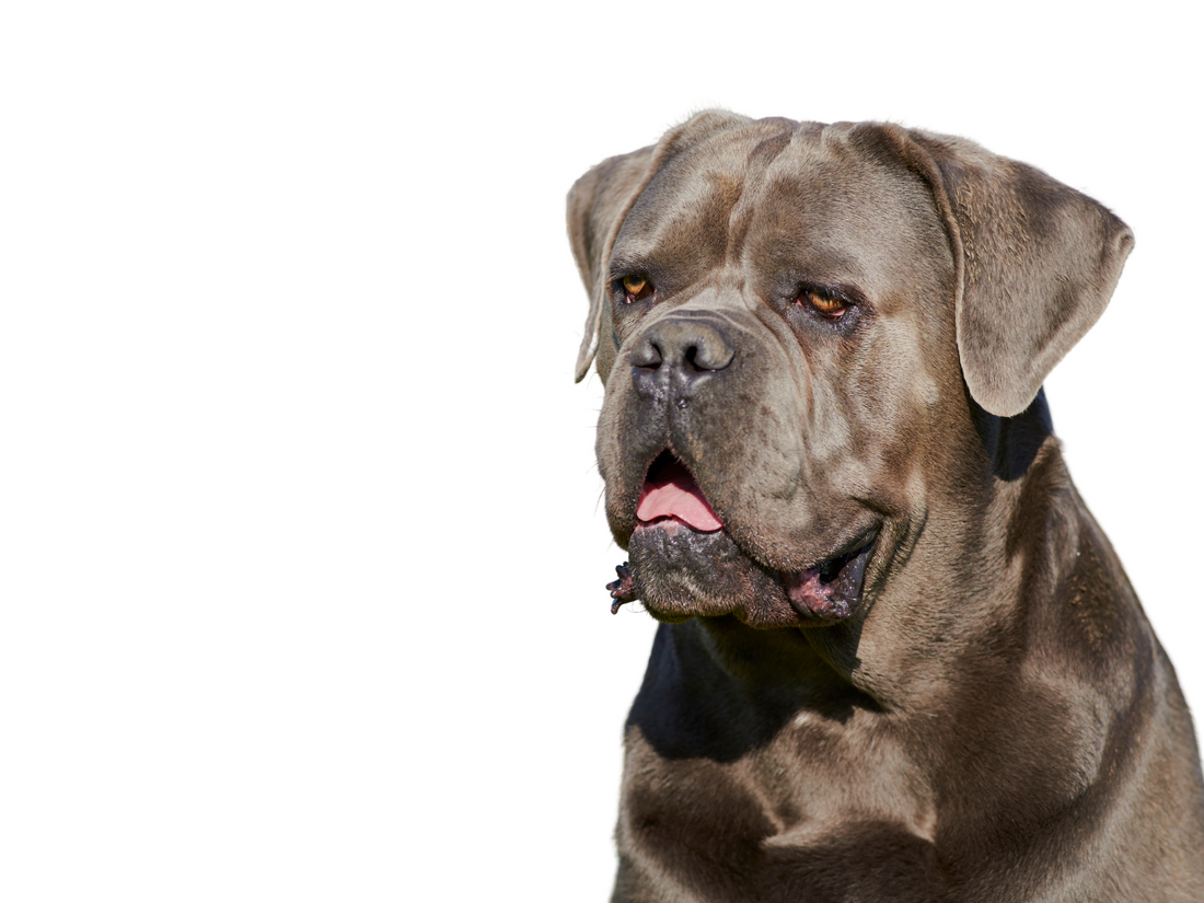 Cane Corso