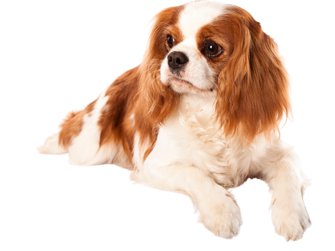 Cavalier King Charles Spaniel