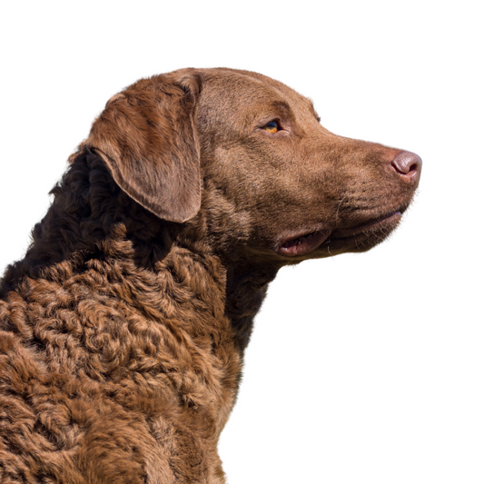 Chesapeake Bay Retriever