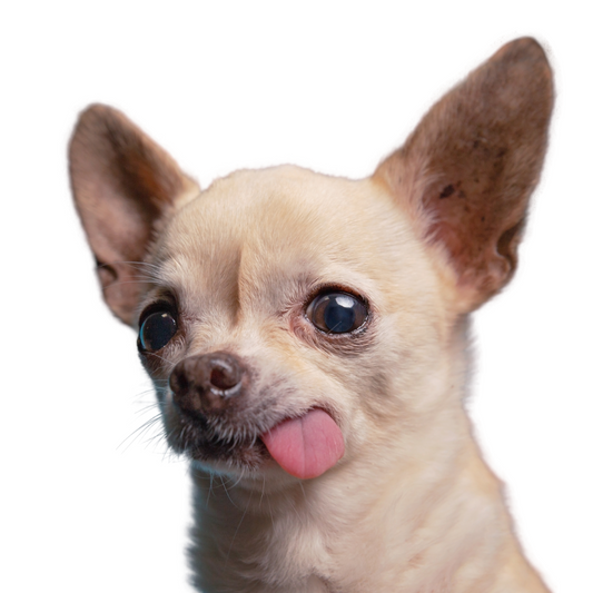 Chihuahua