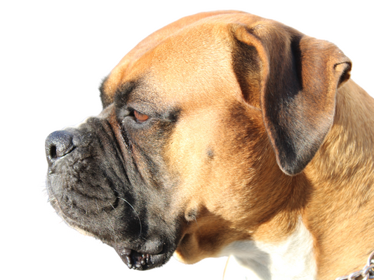 Boxer