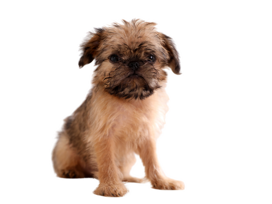 Brussels Griffon