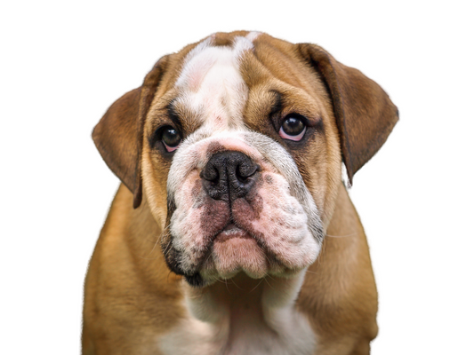 Bulldog