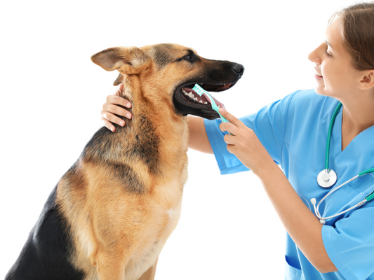 How To Care for Your Dogs Teeth After You Adopt Them