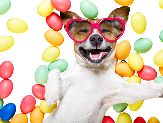 The Super Power Effect Eggs Have on a Dogs Coat