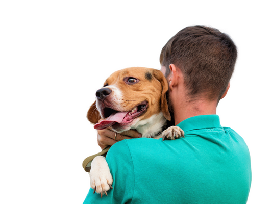 Best Practices on How to Hold your dog
