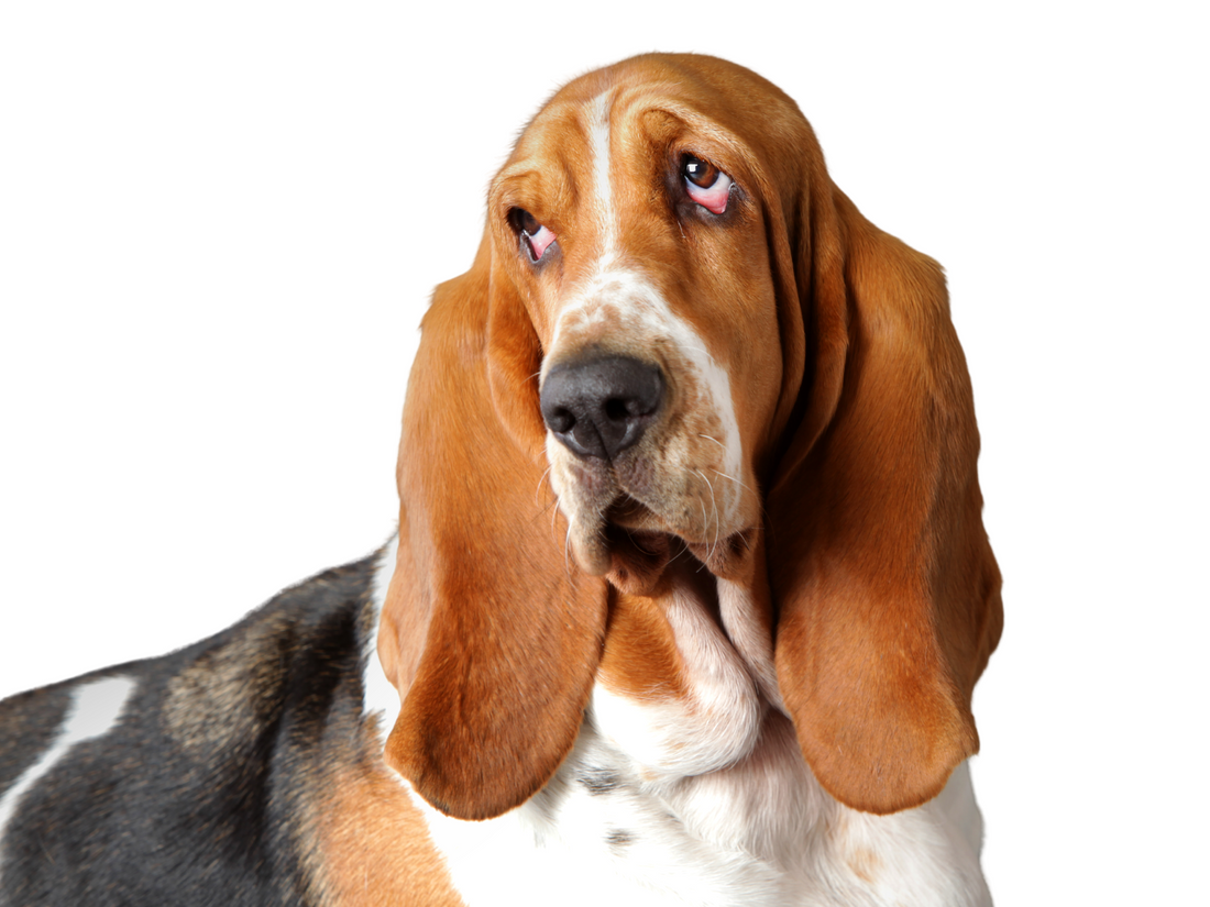 The Affectionate Basset Hound: A Comprehensive Guide for Dog Owners