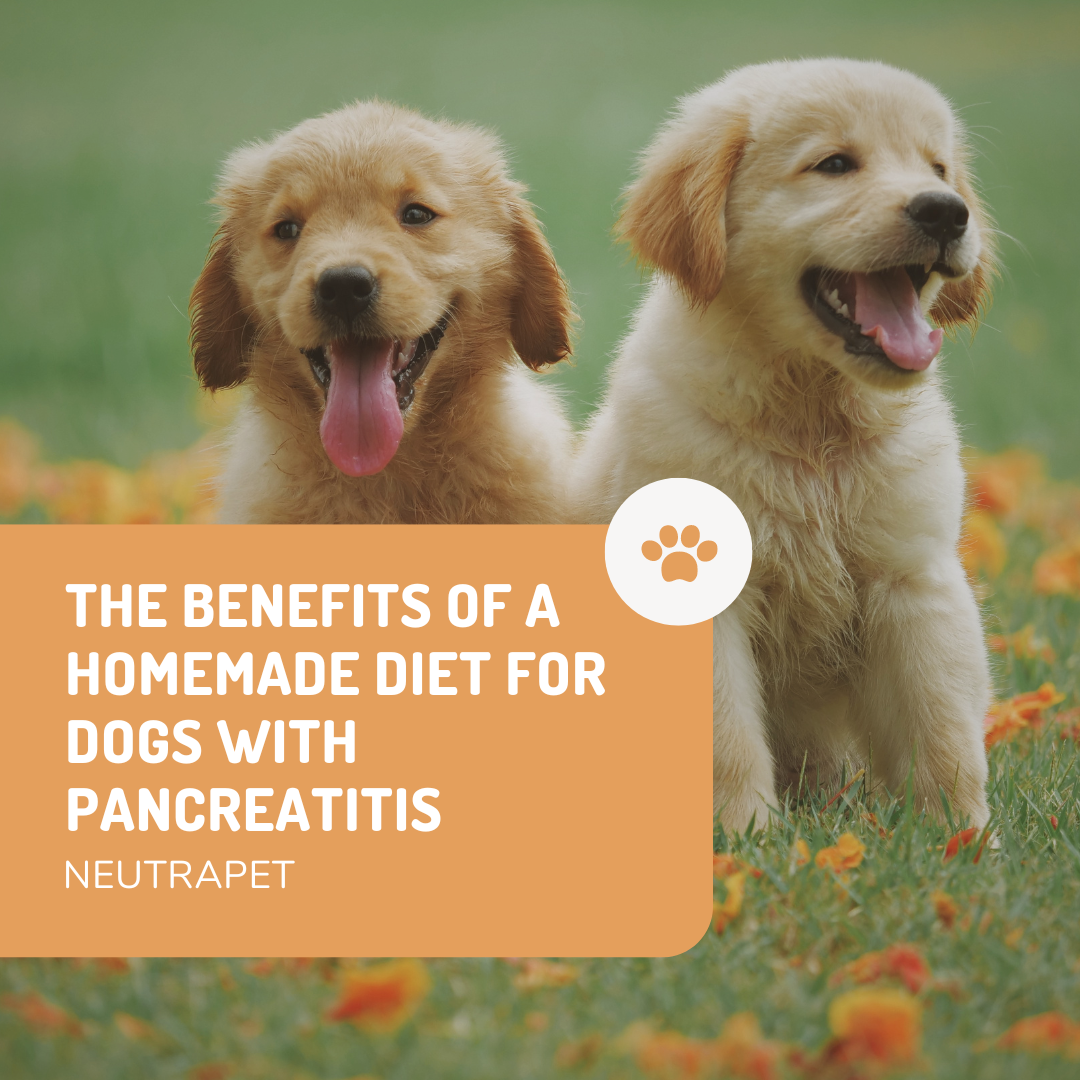 The Benefits of a Homemade Diet for Dogs with Pancreatitis